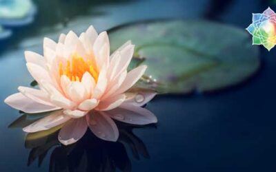 What is the Lotus Community Coaching? Why Mutual Support Groups are so Important When You are Exploring Sexuality, Coming Out, and Navigating Divorce.